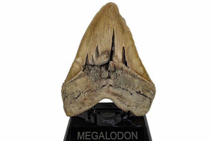 Massive, 6.20" Fossil Megalodon Tooth - North Carolina